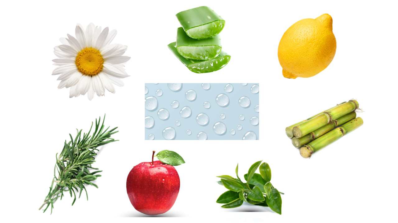 Botanical extract for skin and hair