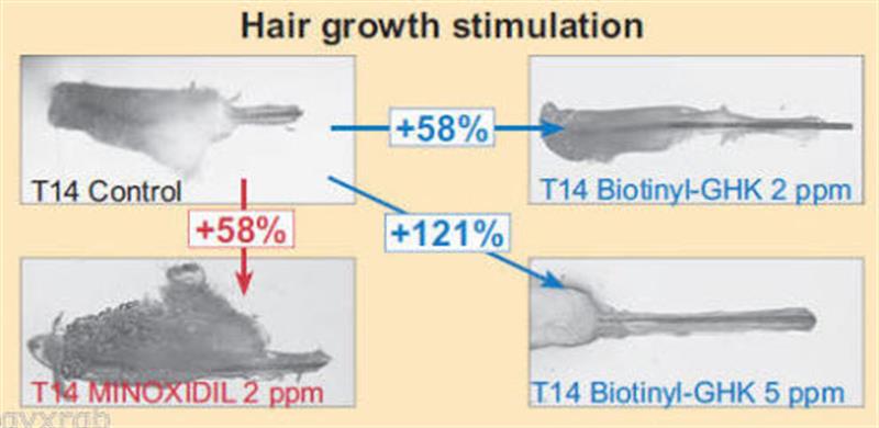 /Pure Procapil hair growth peptide additive for mixing with cream or serum