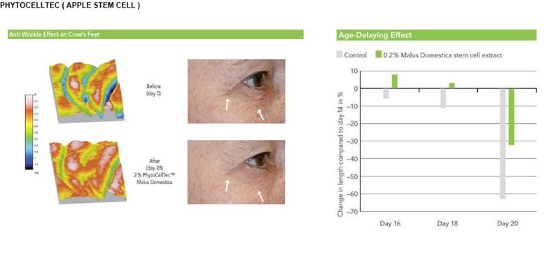 /Stem Cell Eye Cream